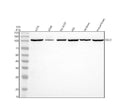 Anti-GALC Antibody Picoband®