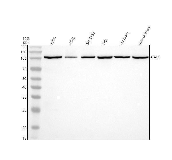 Anti-GALC Antibody Picoband®