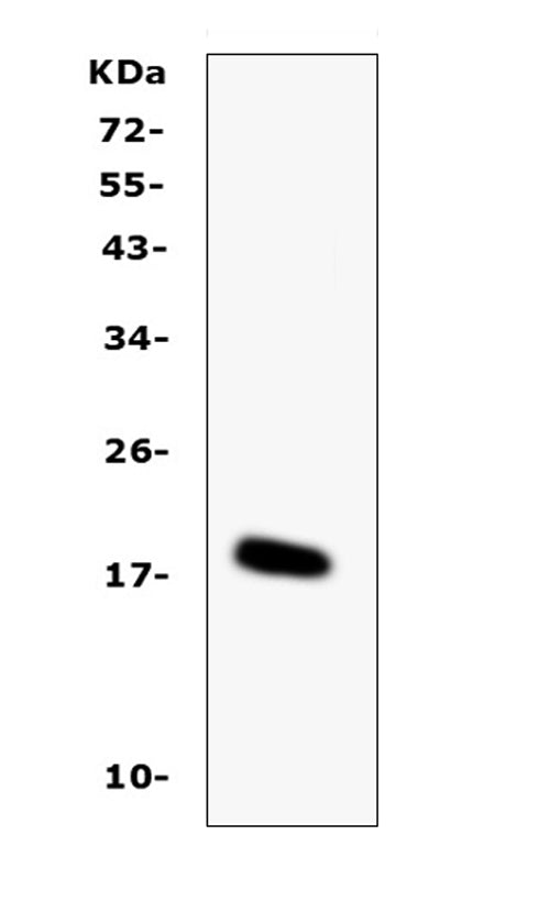 Anti-IL-16/Il16 Antibody Picoband®