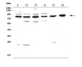 Anti-PAF1/PD2 Picoband® Antibody