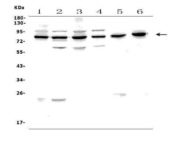 Anti-PAF1/PD2 Picoband® Antibody