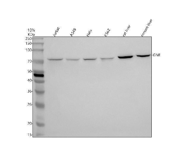 Anti-GNE Antibody Picoband®