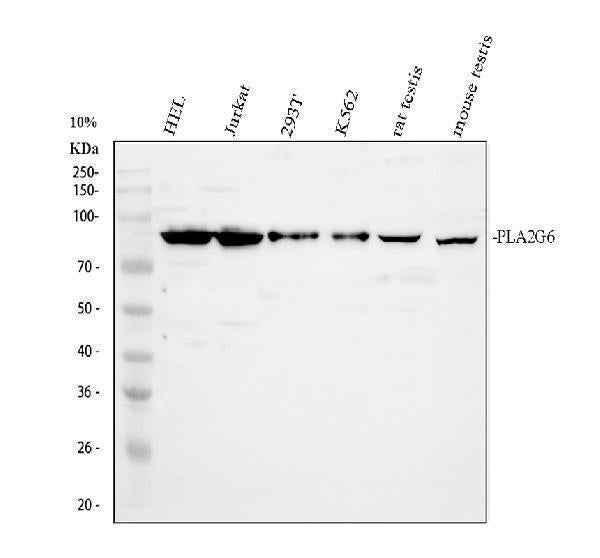 Anti-PLA2G6 Antibody Picoband®