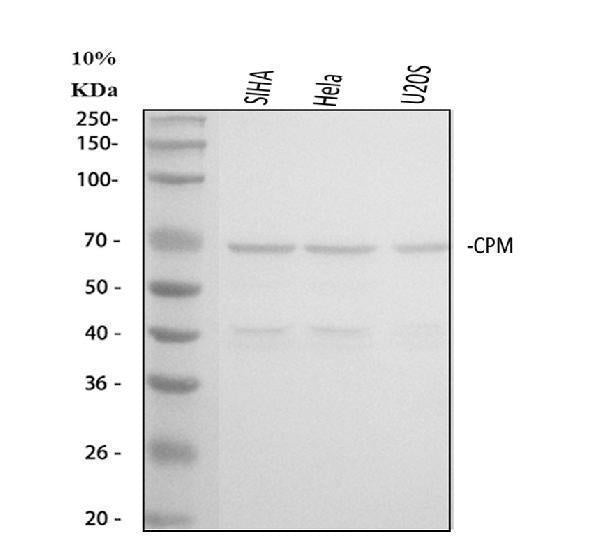 Anti-Carboxypeptidase M/CPM Antibody Picoband®
