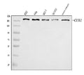 Anti-CUX1 Antibody Picoband®