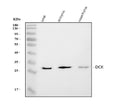 Anti-DCK Antibody Picoband®