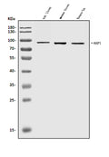 Anti-HAP1 Antibody Picoband®