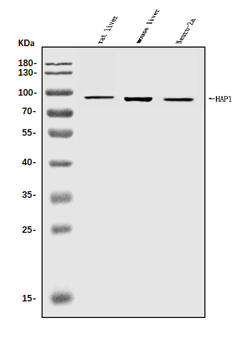 Anti-HAP1 Antibody Picoband®