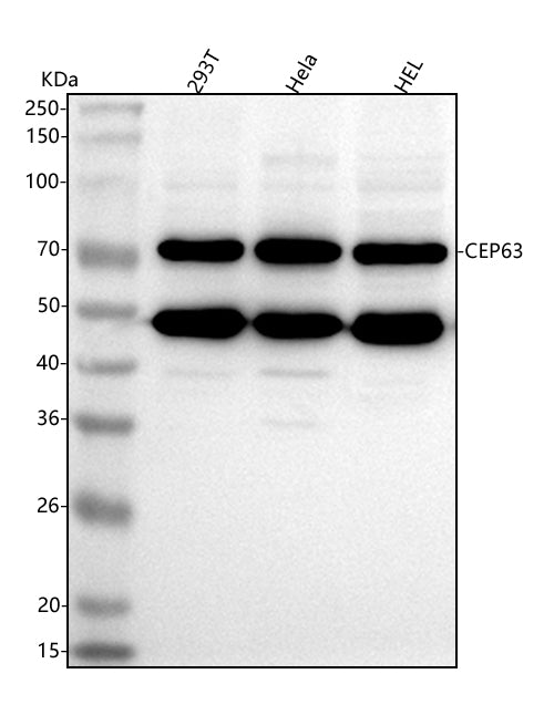 Anti-CEP63 Antibody Picoband®