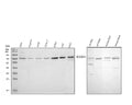 Anti-GRB10 Antibody Picoband®