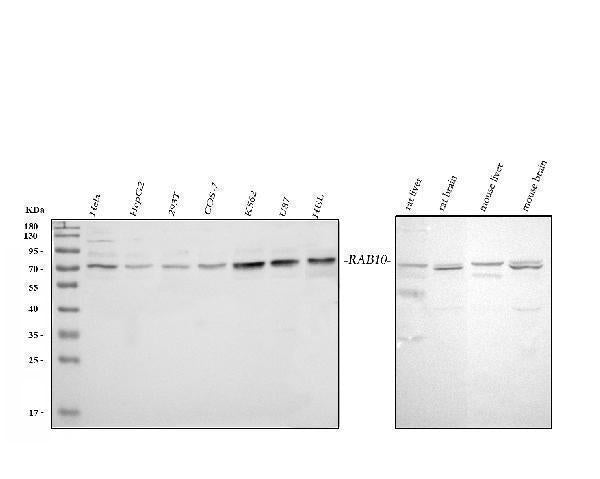 Anti-GRB10 Antibody Picoband®