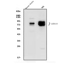 Anti-GRB10 Antibody Picoband®