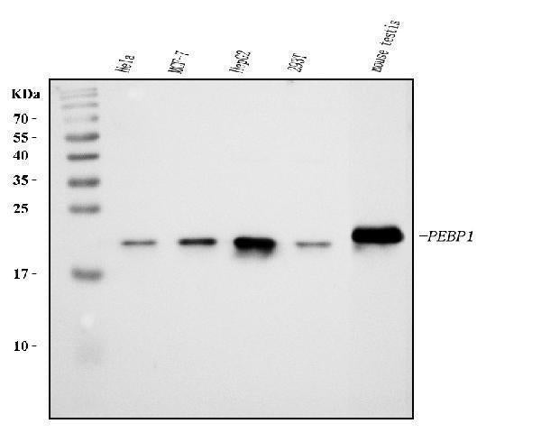 Anti-PBP/PEBP1 Antibody Picoband®