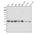 Anti-UNG Antibody Picoband®