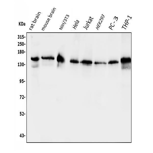 Anti-EPS15 Antibody Picoband®