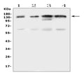 Anti-EPS15 Antibody Picoband®
