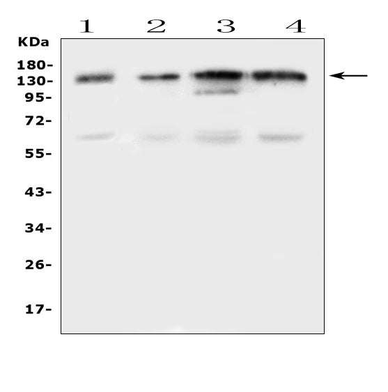 Anti-EPS15 Antibody Picoband®