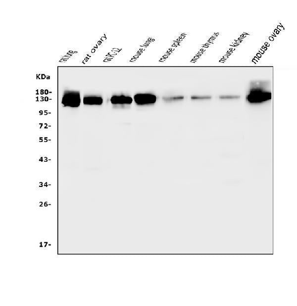 Anti-CD146/Mcam Antibody Picoband®