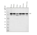 Anti-DNA Ligase IV/LIG4 Antibody Picoband®