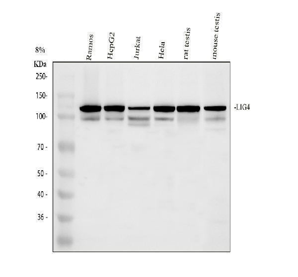 Anti-DNA Ligase IV/LIG4 Antibody Picoband®