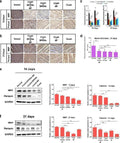 Anti-PRX Antibody Picoband®