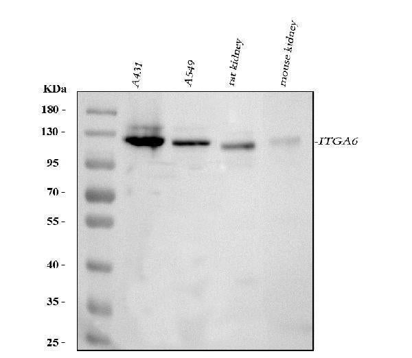 Anti-Integrin alpha 6/ITGA6 Antibody Picoband®