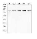 Anti-RNF43 Antibody Picoband®