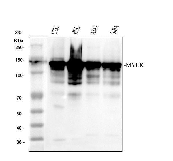 Anti-Myosin light chain kinase/MYLK Antibody Picoband®