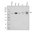 Anti-DDR2 Antibody Picoband®