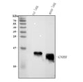 Anti-GHRH Antibody Picoband®