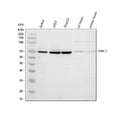 Anti-cIAP1/BIRC2 Antibody Picoband®
