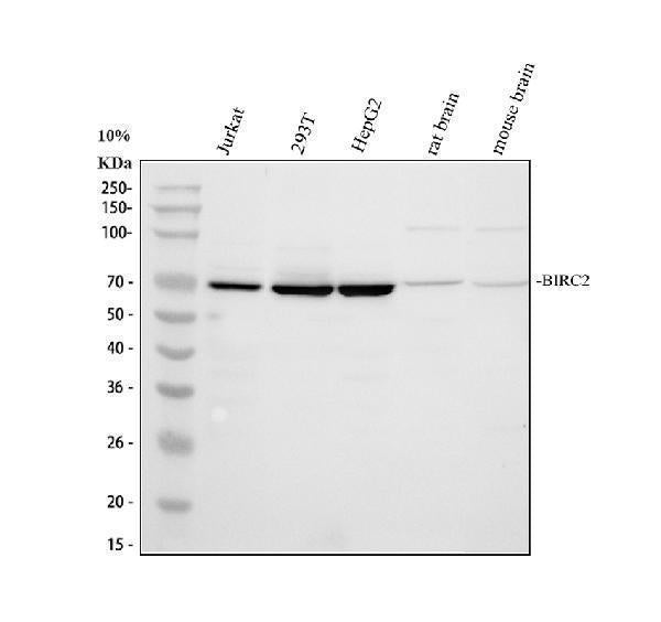 Anti-cIAP1/BIRC2 Antibody Picoband®