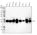 Anti-GLO1 Antibody Picoband®