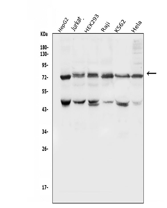 Anti-E3 SUMO-protein ligase PIAS1 PIAS1 Antibody Picoband®