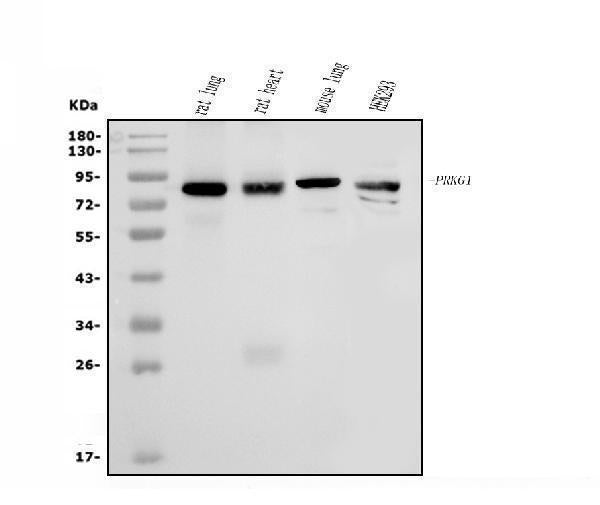Anti-cGKI/PRKG1 Antibody Picoband®