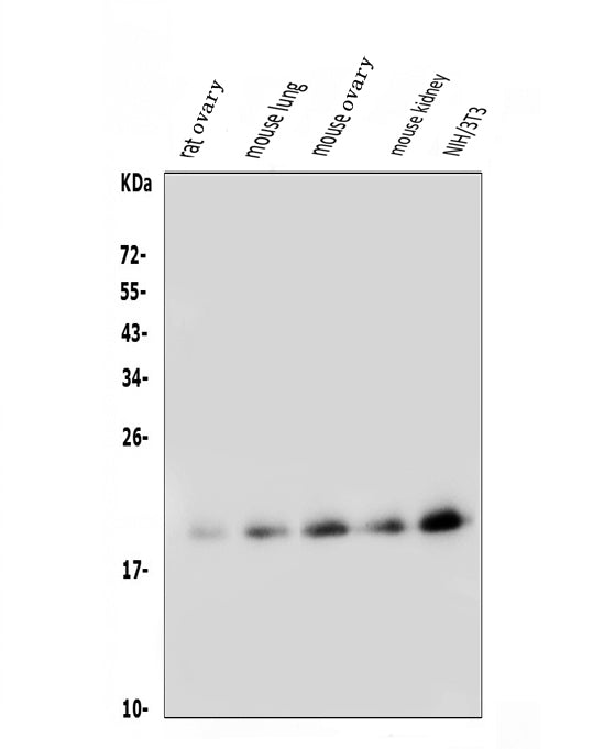 Anti-FGF10 Antibody Picoband®