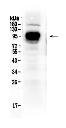 Anti-IFNGR1 Antibody Picoband®