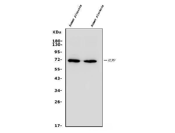 Anti-Placental alkaline phosphatase (PLAP)/ALPP Antibody Picoband®