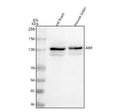 Anti-ABR Antibody Picoband®