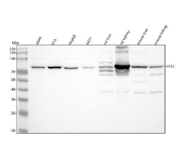 Anti-GCLC Antibody Picoband®