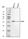 Anti-CD99 Antibody Picoband®