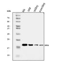 Anti-EIF5A Antibody Picoband®