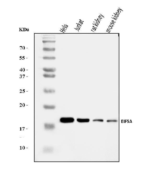Anti-EIF5A Antibody Picoband®