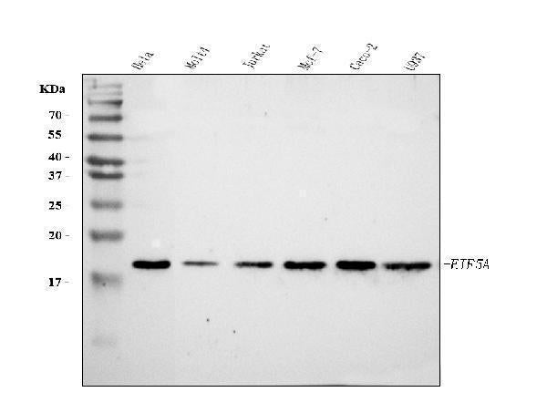 Anti-EIF5A Antibody Picoband®