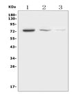 Anti-HEC1/HEC/NDC80 Antibody Picoband®