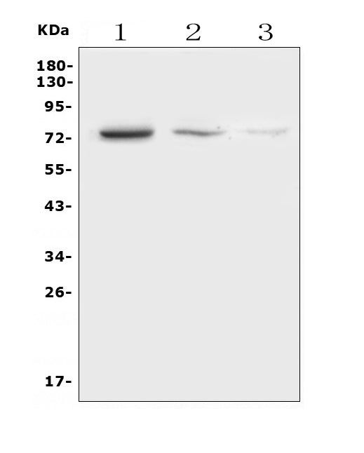Anti-HEC1/HEC/NDC80 Antibody Picoband®