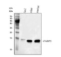 Anti-Cardiac FABP/FABP3 Antibody Picoband®