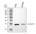 Anti-Cardiac FABP/Fabp3 Antibody Picoband®