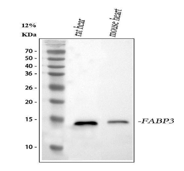 Anti-Cardiac FABP/Fabp3 Antibody Picoband®