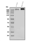 Anti-Scn2a Antibody Picoband®